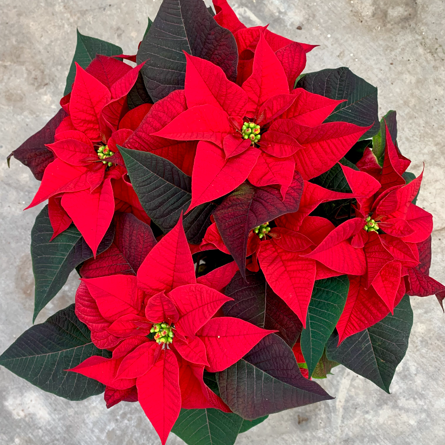 6" Poinsettia Red