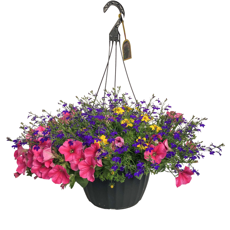 Premium Summer Sun Hanging Basket -12 Inch
